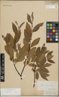 Foto von Salix lapponum L. x Salix silesiaca Willd.